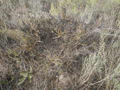 Thesium patulum