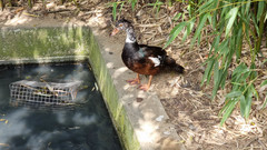 Asarcornis scutulata