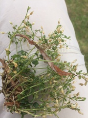 Cerastium semidecandrum