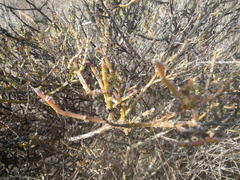 Thesium patulum