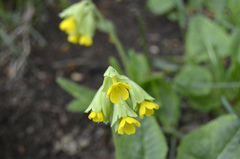 Primula veris