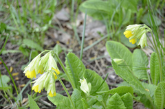 Primula veris