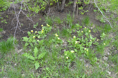 Primula veris