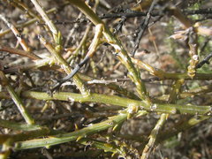 Thesium patulum