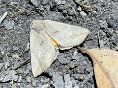 Mnesampela heliochrysa