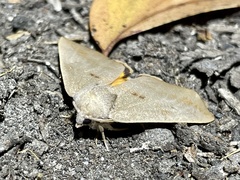 Mnesampela heliochrysa