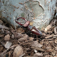 Lucanus elaphus