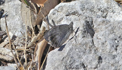 Hipparchia statilinus