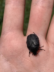 Protaetia morio