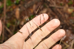 Chrysopogon sylvaticus