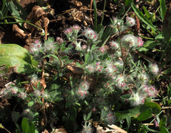 Trifolium pauciflorum