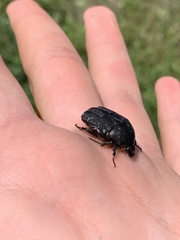Protaetia morio