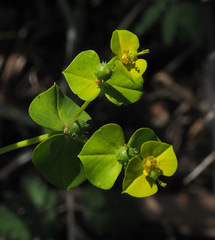 Euphorbia valerianifolia