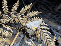 Mnesampela heliochrysa