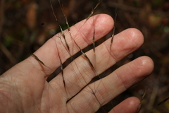 Chrysopogon sylvaticus