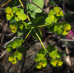 Euphorbia valerianifolia