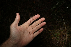 Chrysopogon sylvaticus