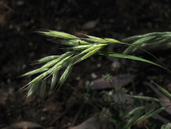 Bromus lanceolatus