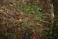 Chrysopogon sylvaticus