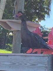 Cairina moschata domestica