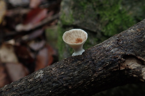 Microporus xanthopus image