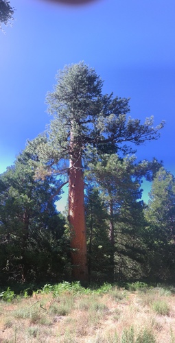 iNaturalist observation photo of Western Ponderosa Pine