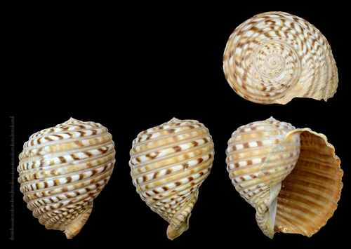 Tonna luteostoma observed 2022-05-20
