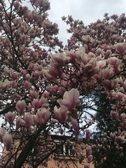 Magnolia