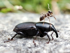 Sphenophorus striatopunctatus