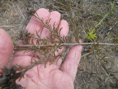 Psoralea uncinata