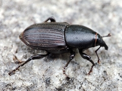 Sphenophorus striatopunctatus