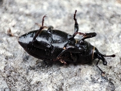 Sphenophorus striatopunctatus