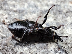 Sphenophorus striatopunctatus