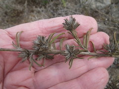 Psoralea uncinata