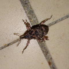 Mechistocerus