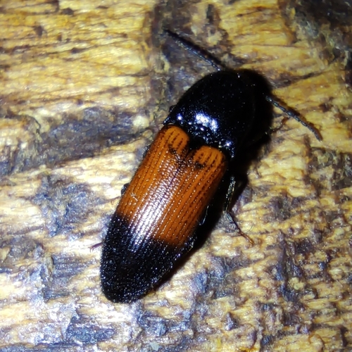 belted click beetle, photo 7 of 9