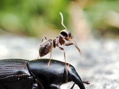 Lasius