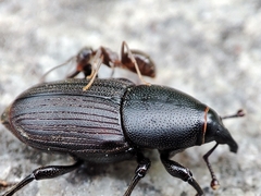 Lasius