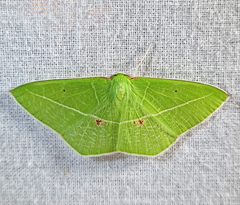 Tanaoctenia haliaria