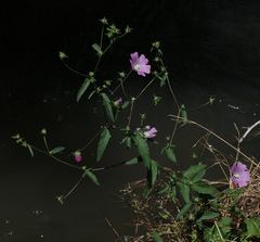 Malva punctata