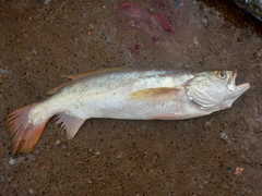 Macrodon ancylodon