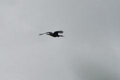 Anhinga melanogaster