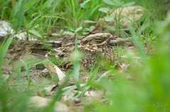 Caprimulgus asiaticus