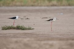 Himantopus himantopus
