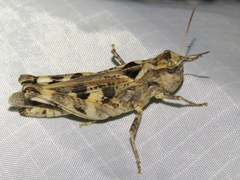 Encoptolophus costalis