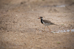 Vanellus indicus atronuchalis