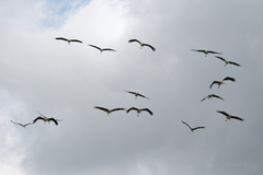 Mycteria leucocephala