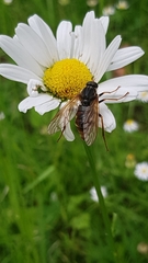 Coenomyia