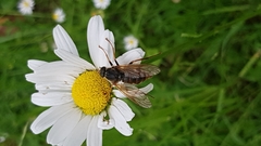 Coenomyia