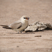 Small Pratincole - Photo (c) Sam Hambly, some rights reserved (CC BY-NC), uploaded by Sam Hambly